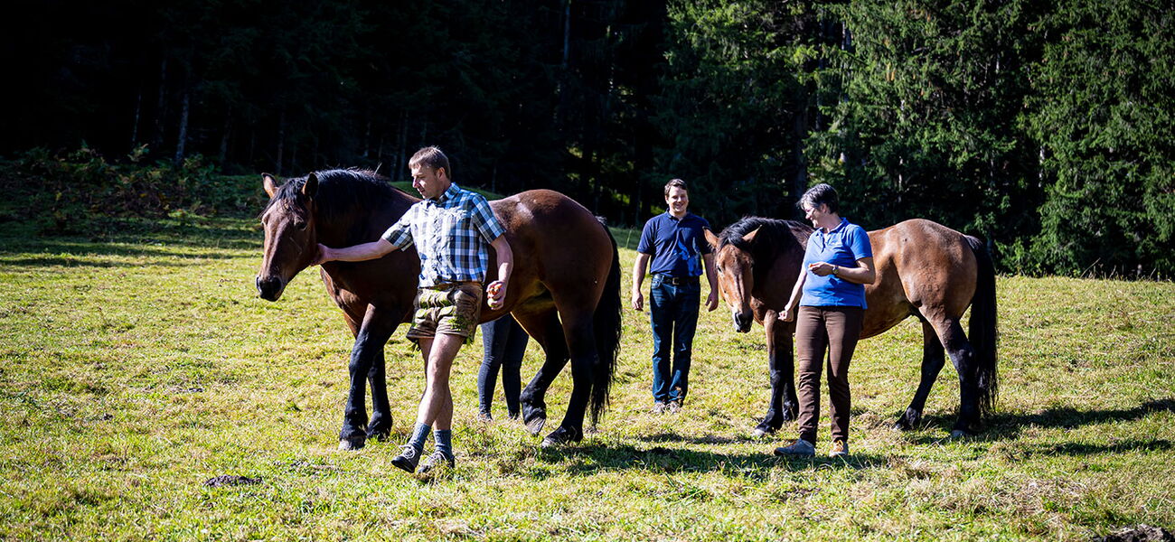Die Pferde beim Köck's Chalet