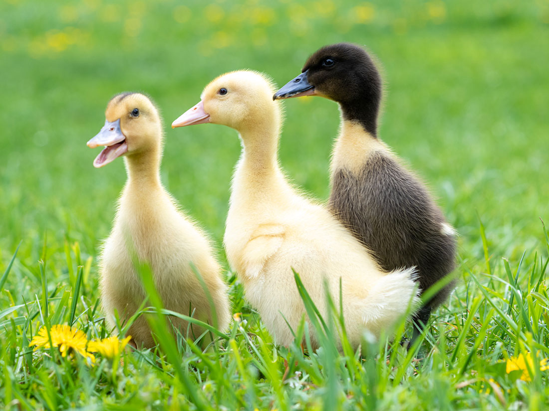 Enten