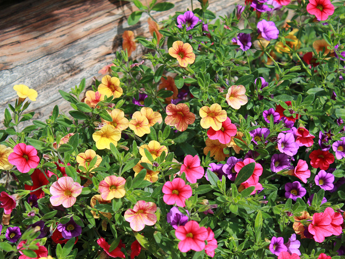 Blumenmeer