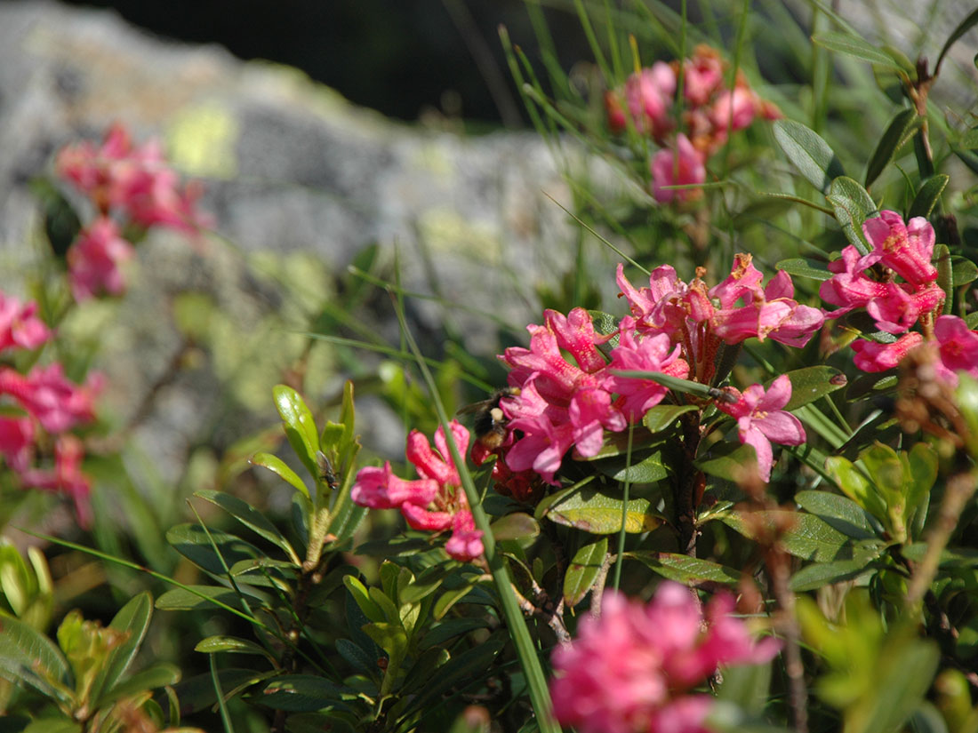 Blumen